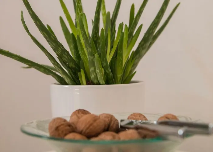 Lejlighed Padrenostro